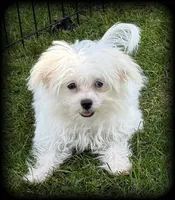 Prada, a female Chihuahua and Maltese for sale in Shawano, WI – 1 of 5