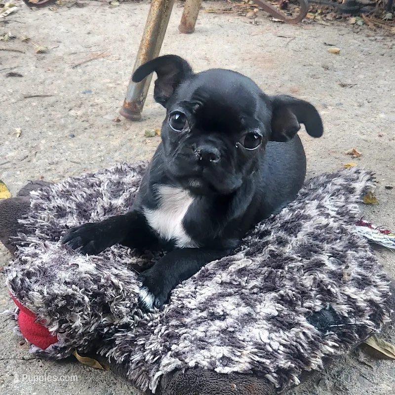 Cricket, a female Boston Terrier and Bugg for sale in Shawano, WI – 1 of 5