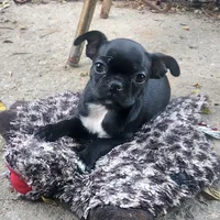 Cricket, a female Boston Terrier and Bugg for sale in Shawano, WI – 1 of 5
