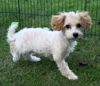 Poppi, a female Bichon Frise and Bichpoo for sale in Shawano, WI – 3 of 5