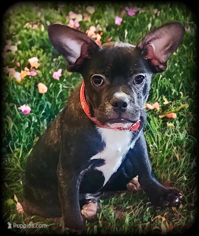 Blizzard  – French Bulldog, Bugg puppy for sale in Shawano, WI