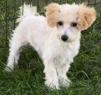 Polli, a female Bichpoo for sale in Shawano, WI – 3 of 4