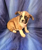 Jinn, a male Frenchton for sale in Shawano, WI – 4 of 8