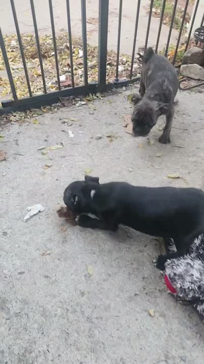 Cricket, a female Boston Terrier and Bugg for sale in Shawano, WI – 5 of 5