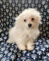 Kato, a male Bichon Frise and Pomeranian for sale in Shawano, WI – 2 of 4