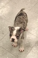 Sparkler, a female Boston Terrier for sale in Shawano, WI – 2 of 6