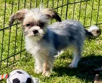 Prancer, a male Shih Tzu and Yorkshire Terrier for sale in Shawano, WI – 3 of 3