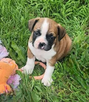 Jinn, a male Frenchton for sale in Shawano, WI – 5 of 8