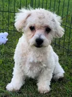 Creole, a male Maltipoo for sale in Shawano, WI – 1 of 5