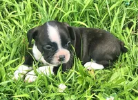 Jebb, a male Frenchton for sale in Shawano, WI – 7 of 7