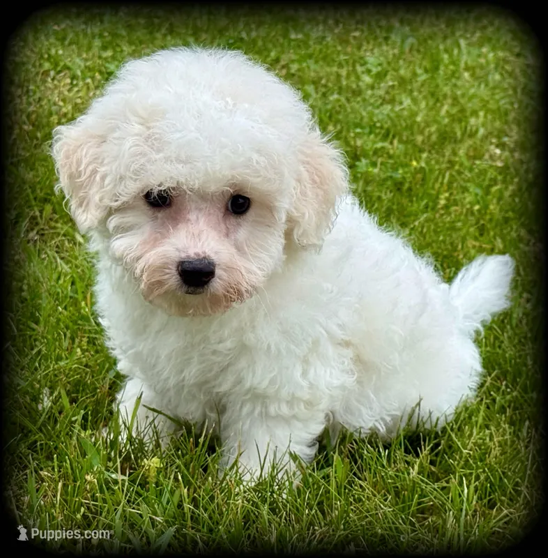 Marry – Bichon Frise, Bichpoo puppy for sale in Shawano, WI