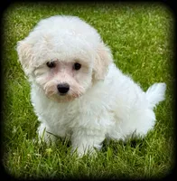 Marry, a female Bichon Frise and Bichpoo for sale in Shawano, WI – 1 of 1