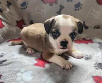 Flurry, a male French Bulldog and Bugg for sale in Shawano, WI – Photo 2 of 3