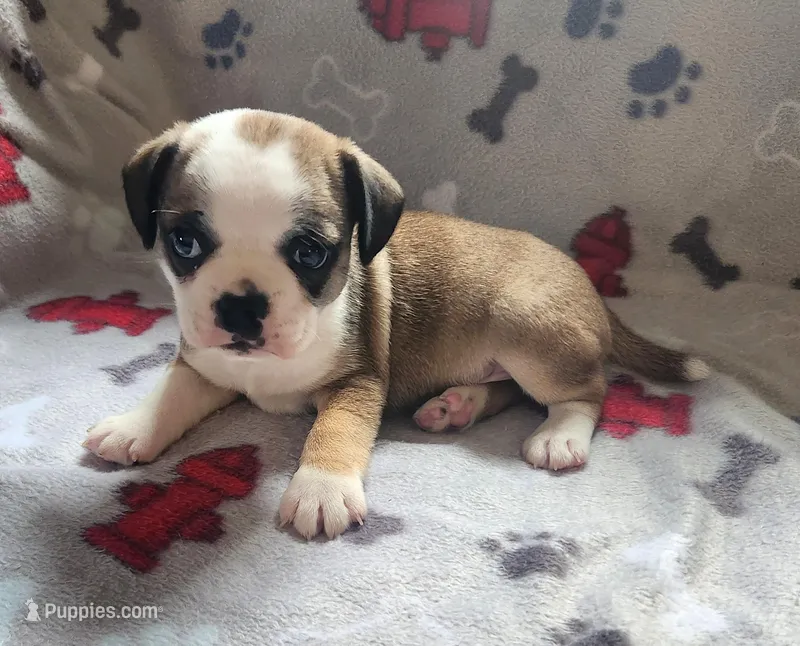 Flurry, a male French Bulldog and Bugg for sale in Shawano, WI – Photo 1 of 3
