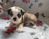 Flurry, a male French Bulldog and Bugg for sale in Shawano, WI – Photo 1 of 3