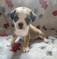 Flurry, a male French Bulldog and Bugg for sale in Shawano, WI – Photo 3 of 3