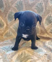 Beans, a male Boston Terrier and Bugg for sale in Shawano, WI – 3 of 3