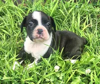 Jebb, a male Frenchton for sale in Shawano, WI – 6 of 7