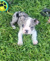 Sparkler, a female Boston Terrier for sale in Shawano, WI – 2 of 6