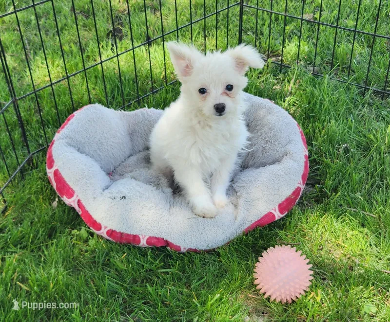 Pro – Pomeranian, Poodle - Toy  puppy for sale in Shawano, WI