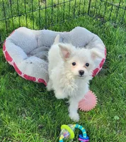 Pro, a male Pomeranian and Poodle - Toy  for sale in Shawano, WI – 3 of 3