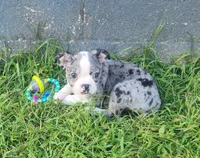 Sparkler, a female Boston Terrier for sale in Shawano, WI – 3 of 6