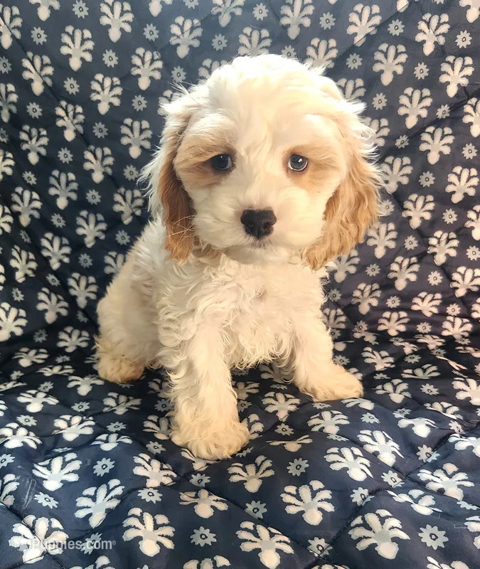 Radd – Cockapoo puppy for sale in Shawano, WI