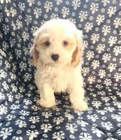 Radd, a male Cockapoo for sale in Shawano, WI – 3 of 3