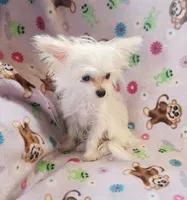 Prima, a female Chihuahua and Maltese for sale in Shawano, WI – 2 of 3