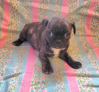 Katydid, a female Boston Terrier and Bugg for sale in Shawano, WI – 3 of 3