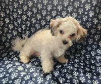 Tiller, a male Bichon Frise and Shih Tzu for sale in Shawano, WI – 4 of 4