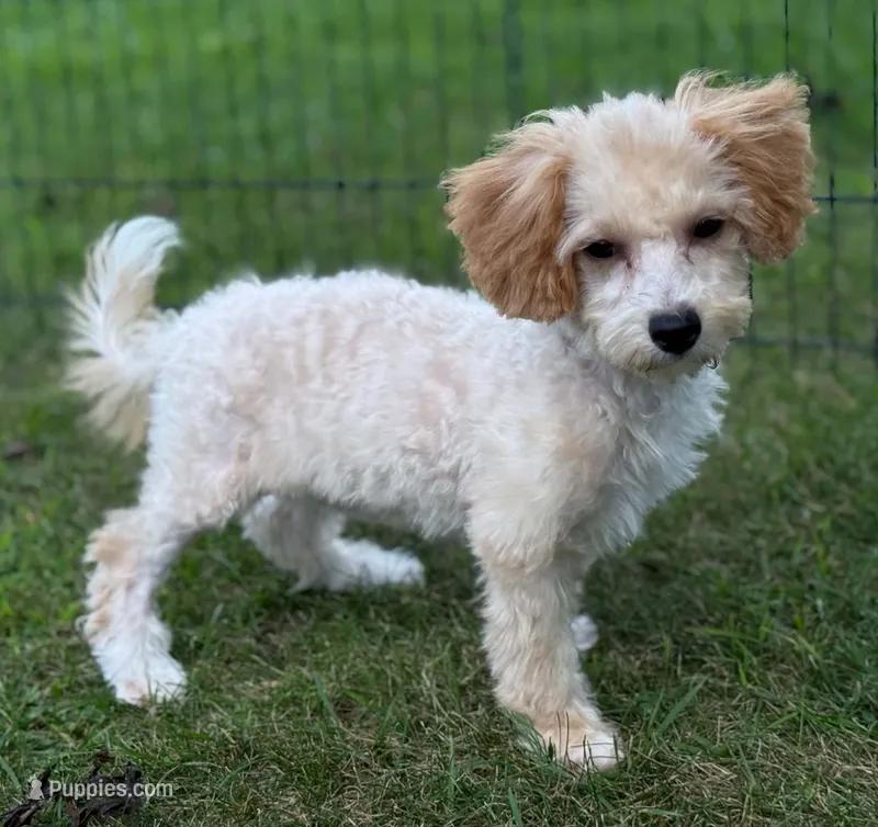 Poppi – Bichon Frise, Bichpoo puppy for sale in Shawano, WI