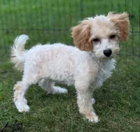 Poppi, a female Bichon Frise and Bichpoo for sale in Shawano, WI – 1 of 5