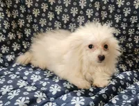 Kato, a male Bichon Frise and Pomeranian for sale in Shawano, WI – 3 of 4