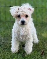 Creole, a male Maltipoo for sale in Shawano, WI – 2 of 5