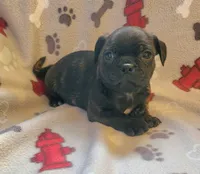 Grasshopper , a male Boston Terrier and Bugg for sale in Shawano, WI – 1 of 3
