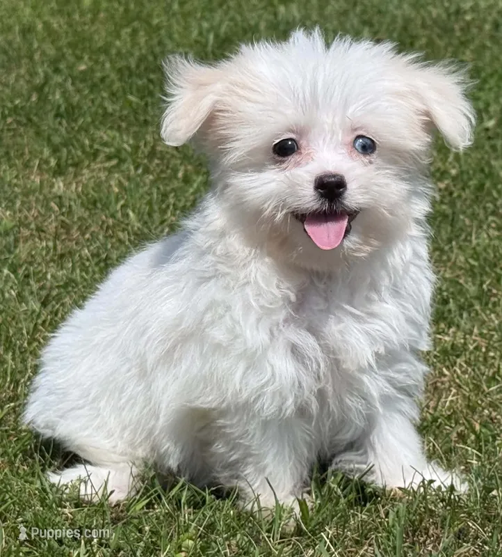 Prada – Chihuahua, Maltese puppy for sale in Shawano, WI