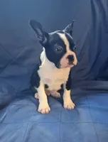 Jaxx, a male Frenchton for sale in Shawano, WI – 3 of 7