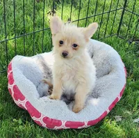 Pax, a male Pomeranian and Poodle - Toy  for sale in Shawano, WI – 2 of 4