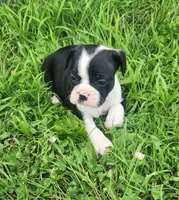 Jaxx, a male Frenchton for sale in Shawano, WI – 2 of 3