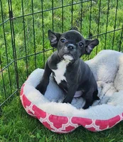 Blizzard , a male French Bulldog and Bugg for sale in Shawano, WI – 2 of 4