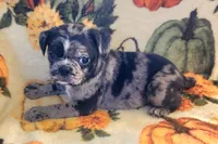 Olive, a female Boston Terrier and Bugg for sale in Shawano, WI – 3 of 4