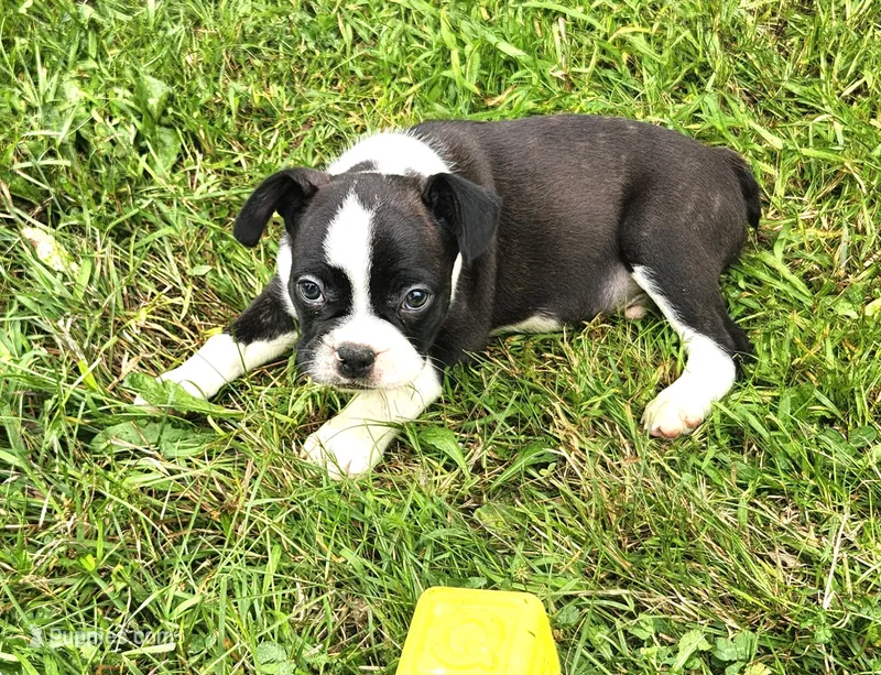 Jebb – Frenchton puppy for sale in Shawano, WI