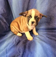 Jinn, a male Frenchton for sale in Shawano, WI – 2 of 8