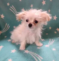 Oryah, a female Bichon Frise and Chihuahua for sale in Shawano, WI – 3 of 4
