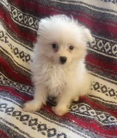 Pro, a male Pomeranian and Poodle - Toy  for sale in Shawano, WI – Photo 4 of 4