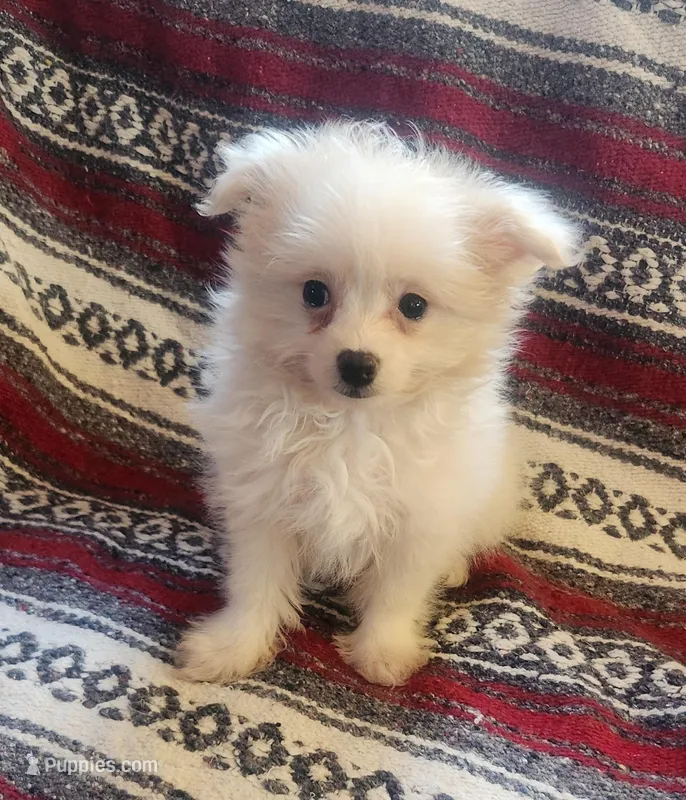 Pro, a male Pomeranian and Poodle - Toy  for sale in Shawano, WI – Photo 1 of 4