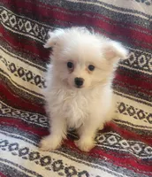 Pro, a male Pomeranian and Poodle - Toy  for sale in Shawano, WI – Photo 1 of 4