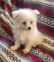 Pro, a male Pomeranian and Poodle - Toy  for sale in Shawano, WI – Photo 3 of 4