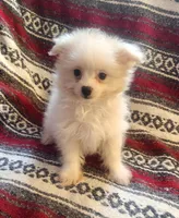 Pro, a male Pomeranian and Poodle - Toy  for sale in Shawano, WI – Photo 2 of 4